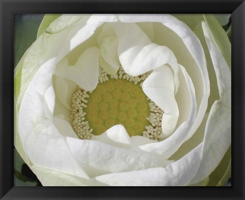 Framed Delicate Lotus I Print