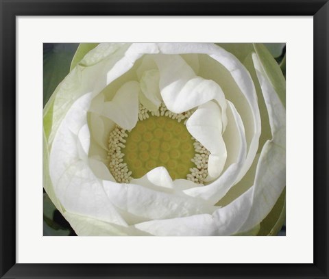 Framed Delicate Lotus I Print