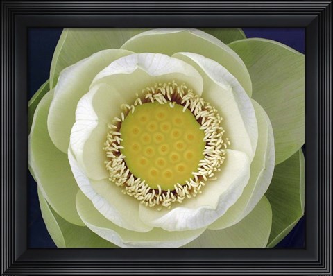 Framed Delicate Lotus II Print