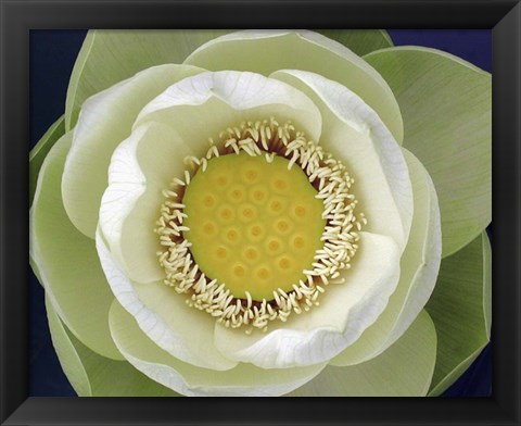 Framed Delicate Lotus II Print