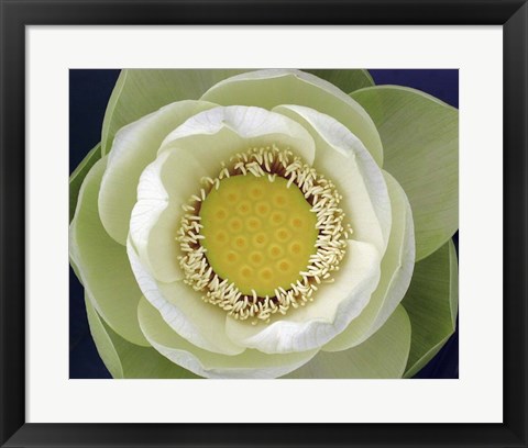 Framed Delicate Lotus II Print