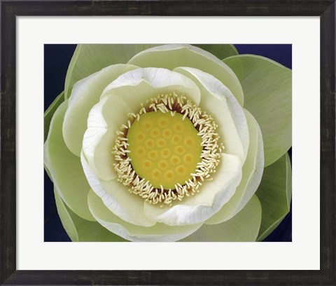Framed Delicate Lotus II Print