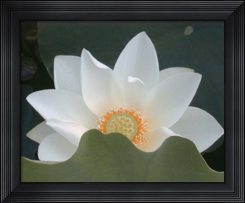 Framed Delicate Lotus III Print