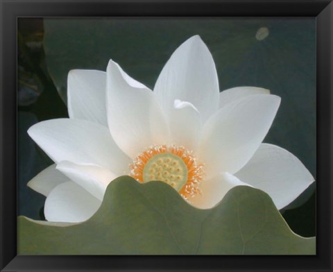 Framed Delicate Lotus III Print