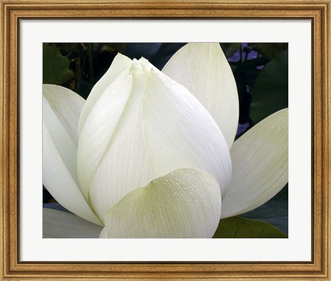 Framed Delicate Lotus IV Print