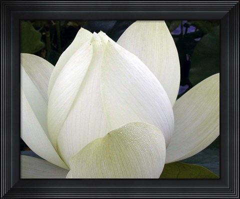 Framed Delicate Lotus IV Print