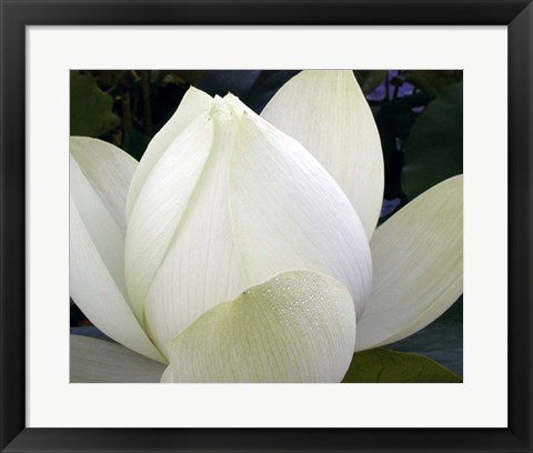 Framed Delicate Lotus IV Print