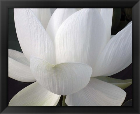 Framed Delicate Lotus V Print