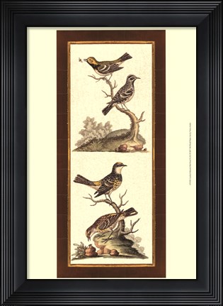 Framed Crackled Edwards Bird Panel II Print