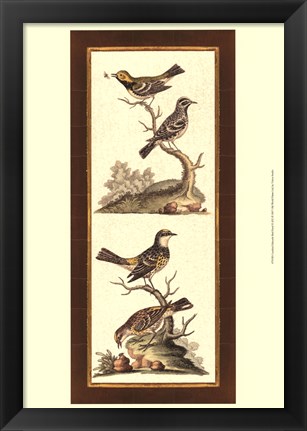 Framed Crackled Edwards Bird Panel II Print