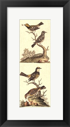 Framed Crackled Edwards Bird Panel II Print