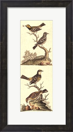 Framed Crackled Edwards Bird Panel II Print