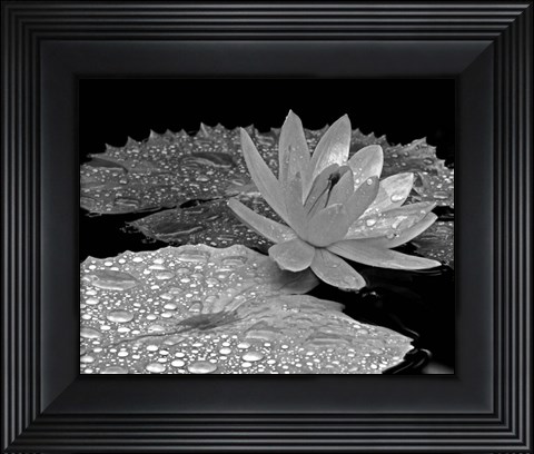 Framed Droplets on Water Lily Print