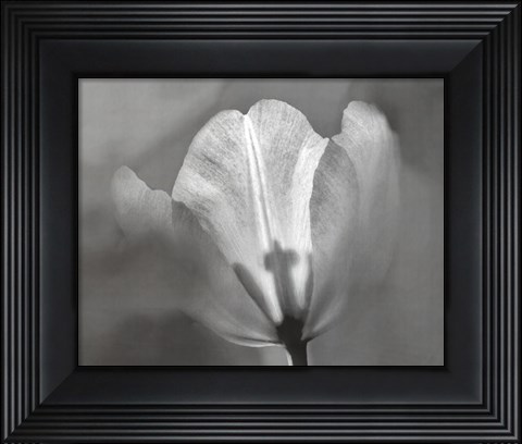 Framed Tulip II Print
