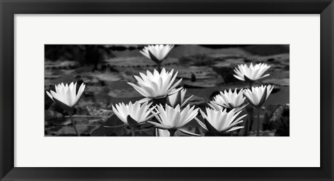 Framed White Innocence Water Print