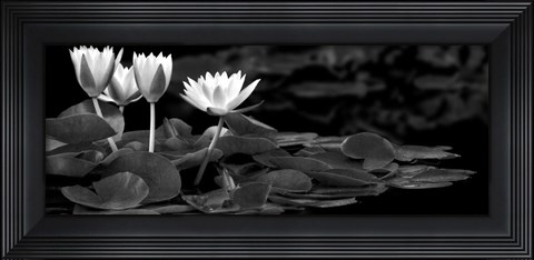 Framed Hughes Water Garden Print