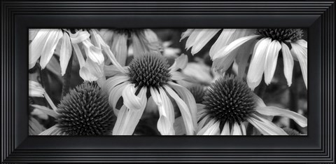 Framed Echinacea Sunrise Print