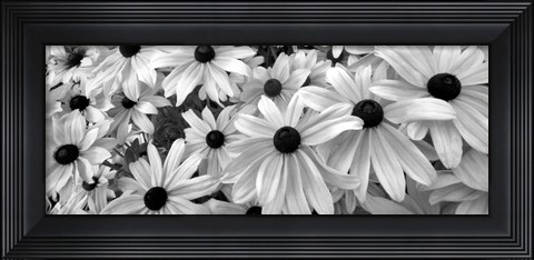 Framed Black Eyed Susans Print