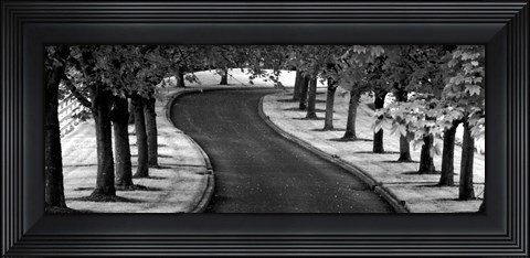Framed Maple Tree Lined Drive Print