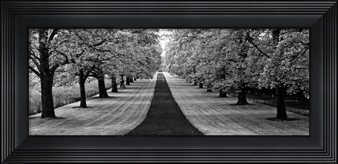 Framed Maple Lined Road Print