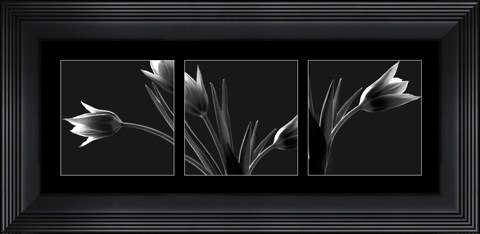 Framed Tulip Trio Print