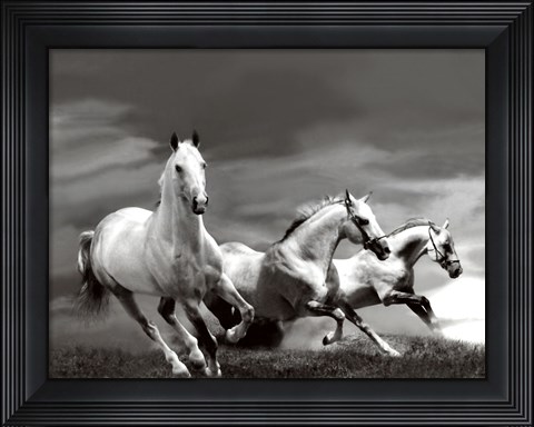 Framed White Stallions Print