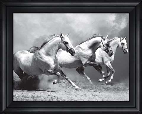 Framed White Stallions II Print