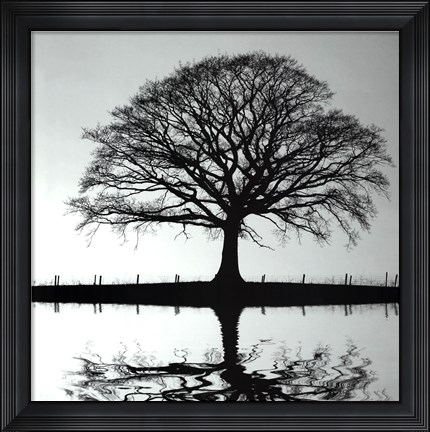 Framed Shimmering Oak Print