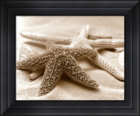 Framed Starfish Family Print