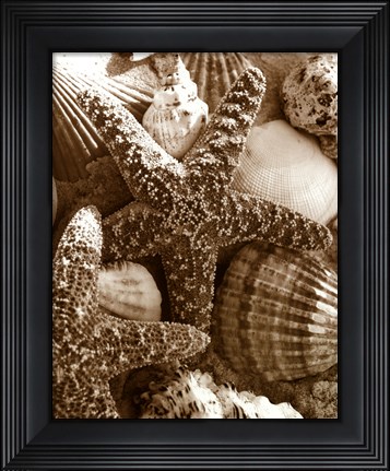 Framed Starfish and Shells Print