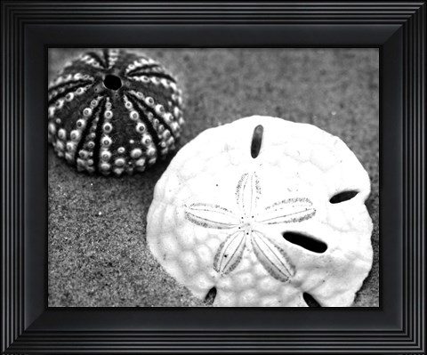 Framed Sand Dollar and Sea Urchin Print
