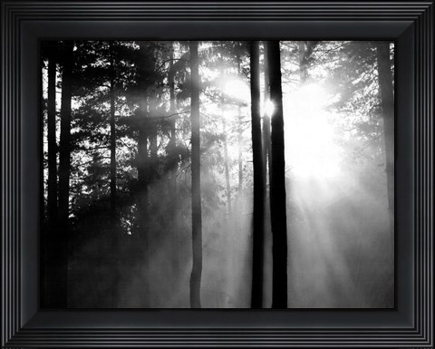 Framed Light Through the Trees I Print