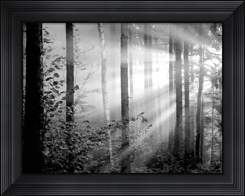 Framed Light Through the Trees II Print