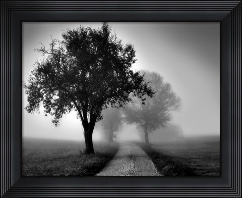 Framed Trees on County Road Print