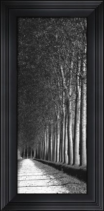 Framed Oak Lane II Print