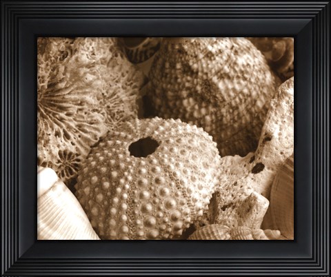 Framed Sea Urchins Print