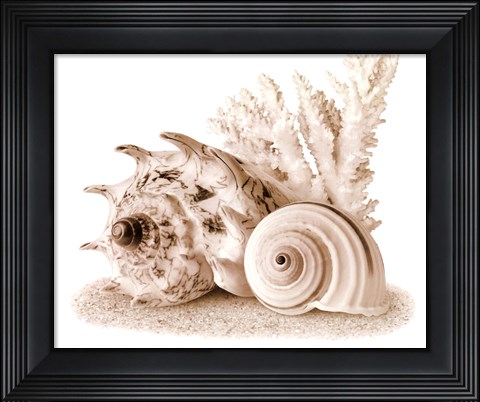 Framed Seashells I Print