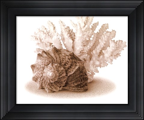 Framed Seashells II Print