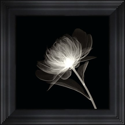 Framed Full Bloom Print