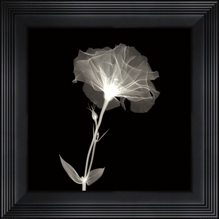 Framed Bud in Bloom Print