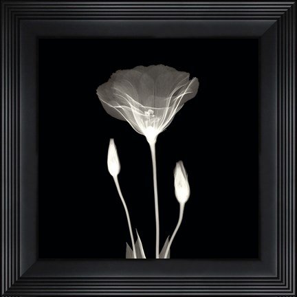 Framed Poppy in Lace Print
