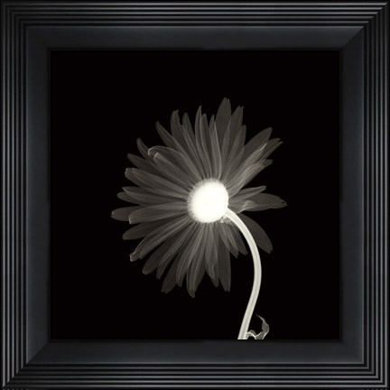 Framed Sunburst Petals Print