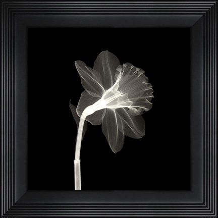 Framed Veiled Blossom Print
