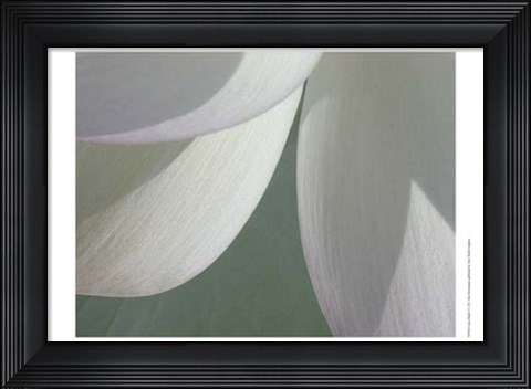 Framed Lotus Detail I Print