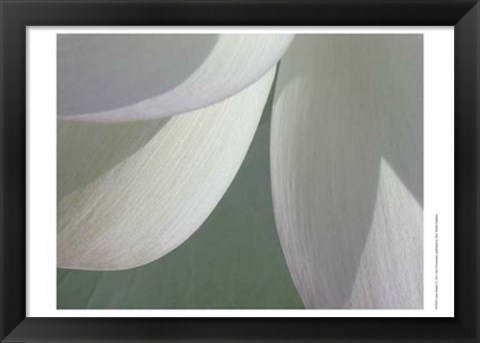 Framed Lotus Detail I Print