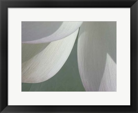 Framed Lotus Detail I Print