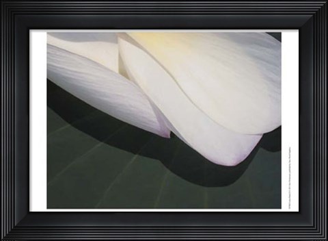 Framed Lotus Detail II Print