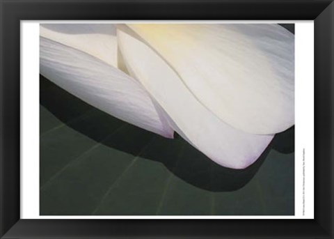 Framed Lotus Detail II Print