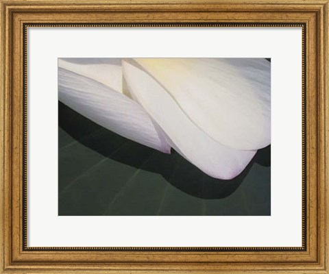 Framed Lotus Detail II Print