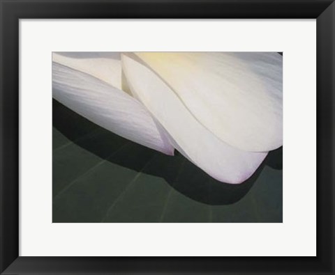 Framed Lotus Detail II Print